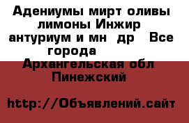 Адениумы,мирт,оливы,лимоны,Инжир, антуриум и мн .др - Все города  »    . Архангельская обл.,Пинежский 